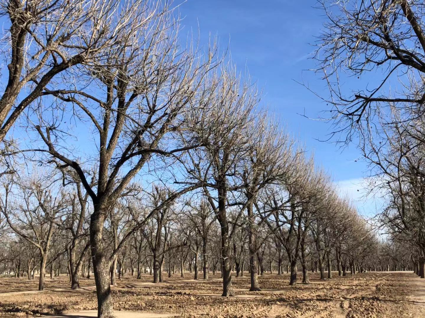 New Mexico Is Now Top US Pecan Producer Produce Report